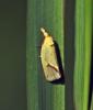 Agapeta hamana